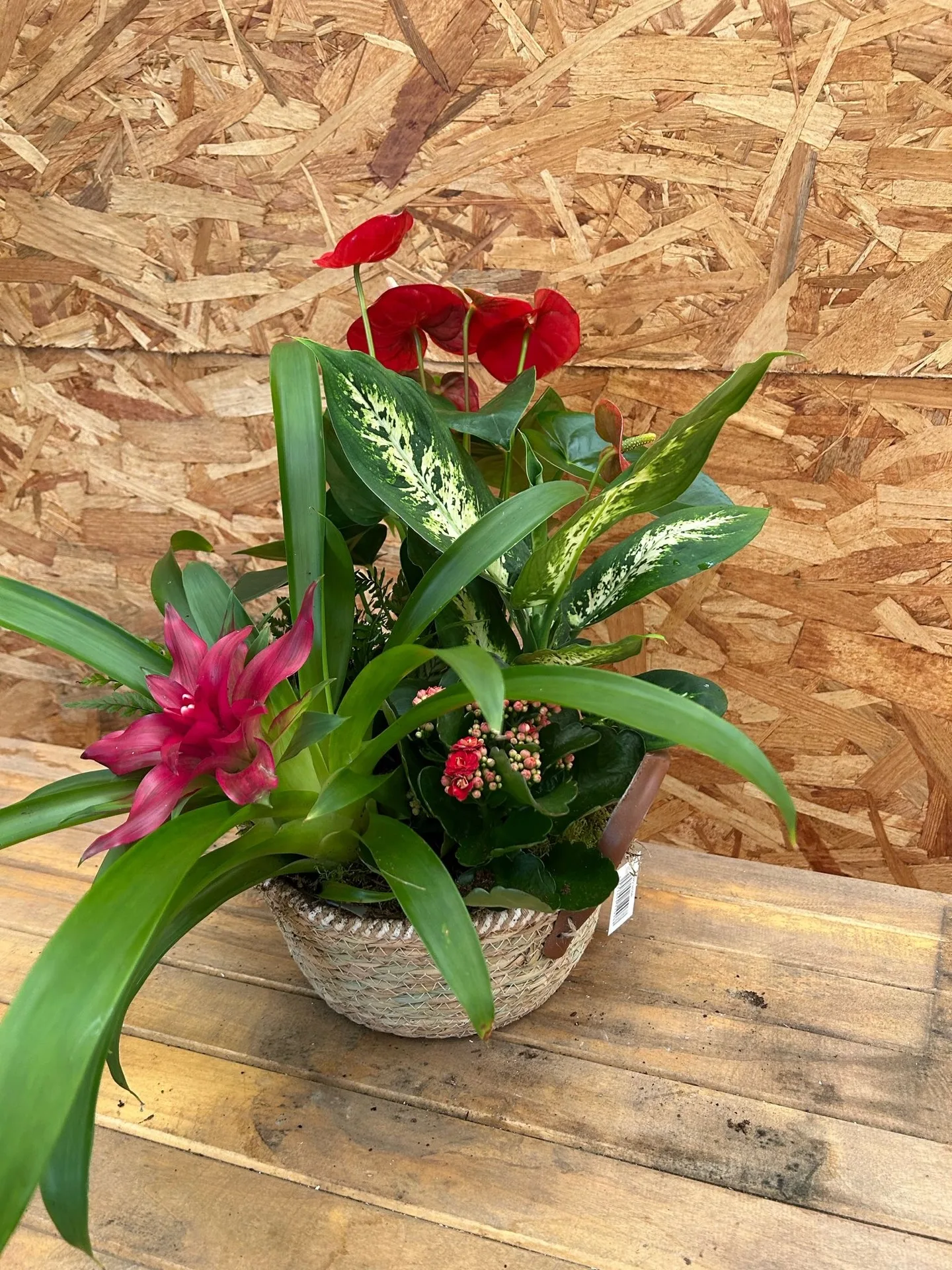 Plants by Artemisa Floristas in Torrevieja — example 2