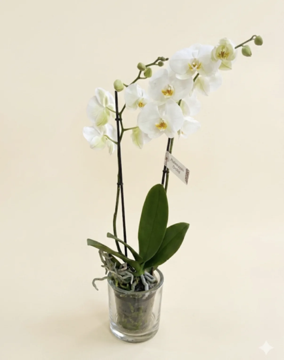 Plants by Artemisa Floristas in Torrevieja — example 7