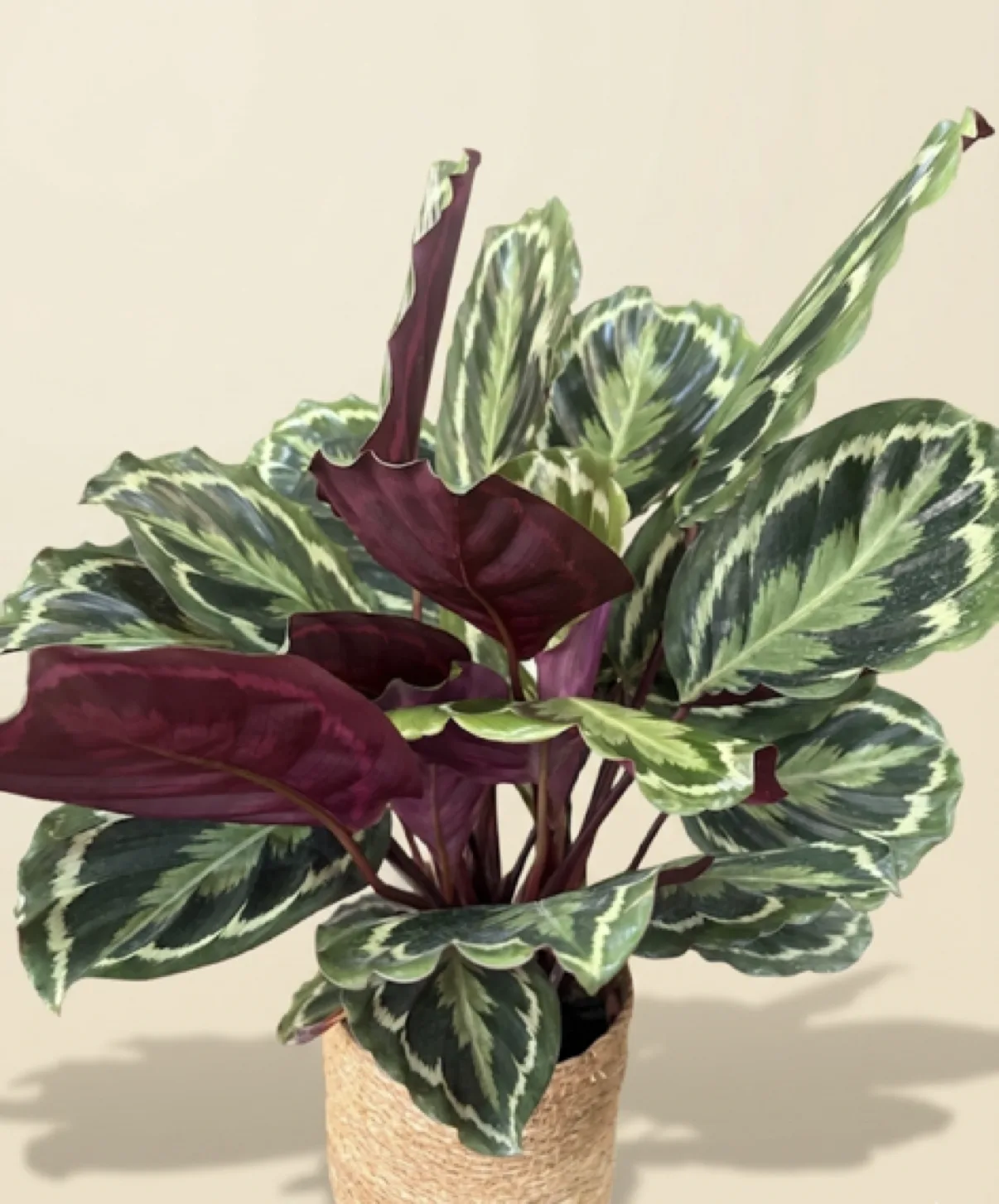Plantas de Artemisa Floristas en Torrevieja — ejemplo 8