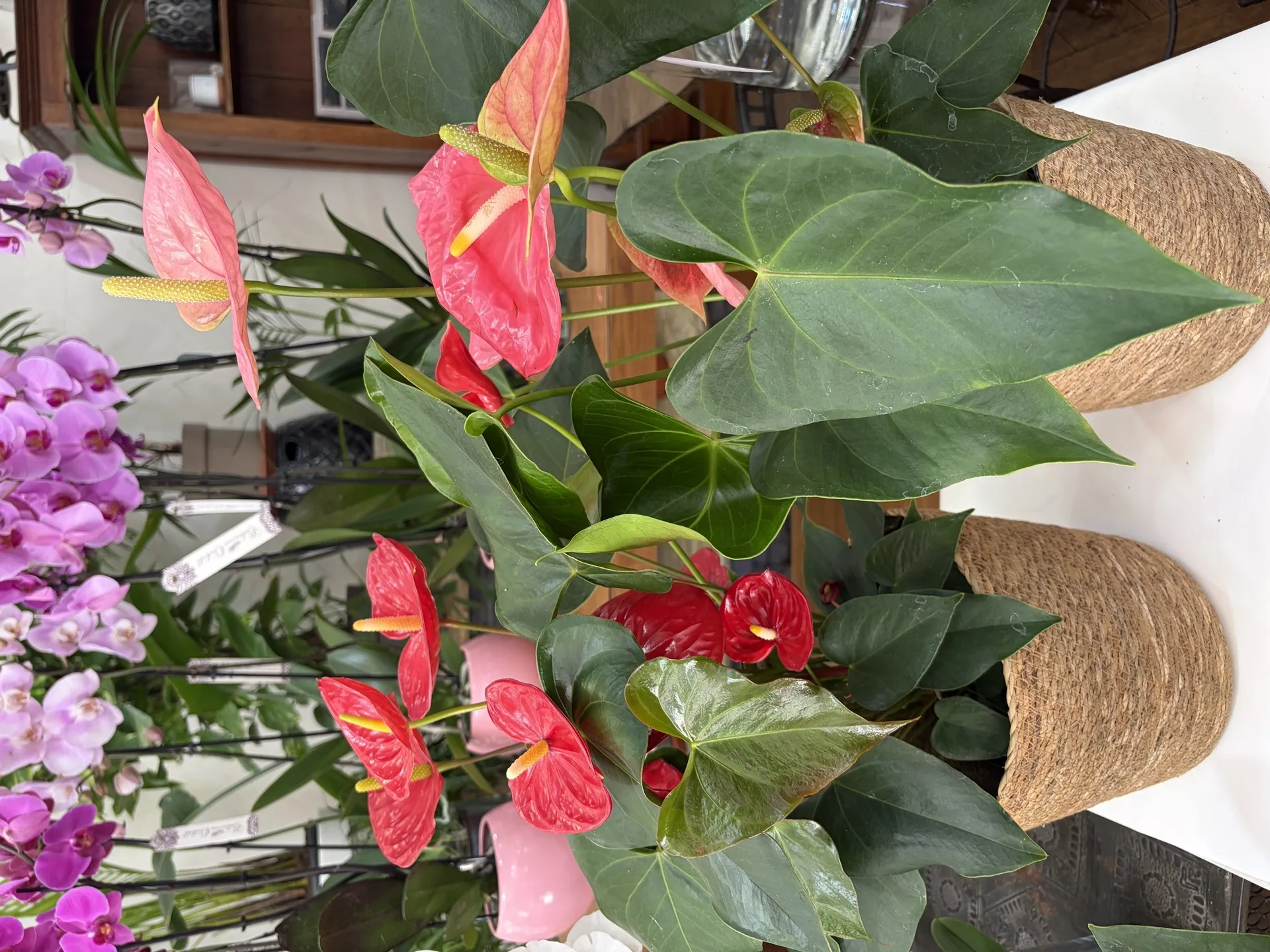 Plantas de Artemisa Floristas en Torrevieja — ejemplo 9