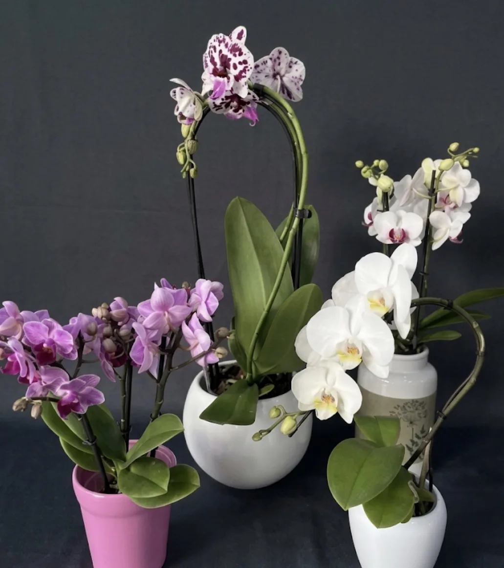 Plantas de Artemisa Floristas en Torrevieja — ejemplo 11