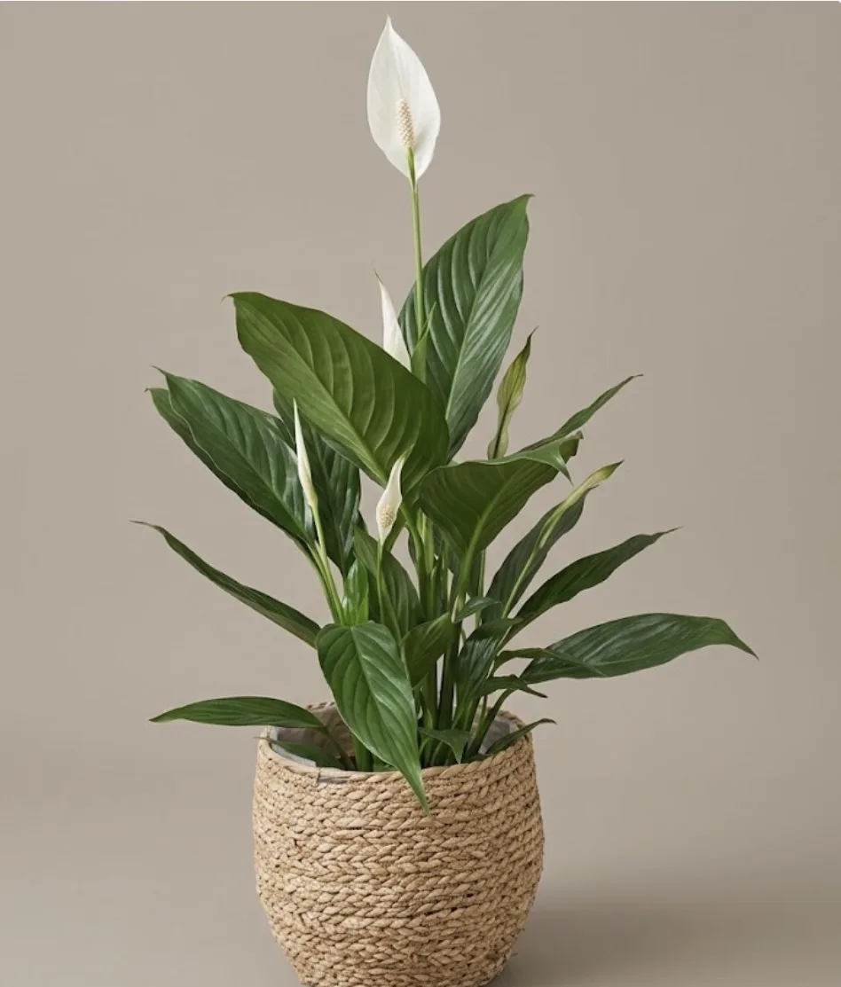 Plantas de Artemisa Floristas en Torrevieja — ejemplo 12