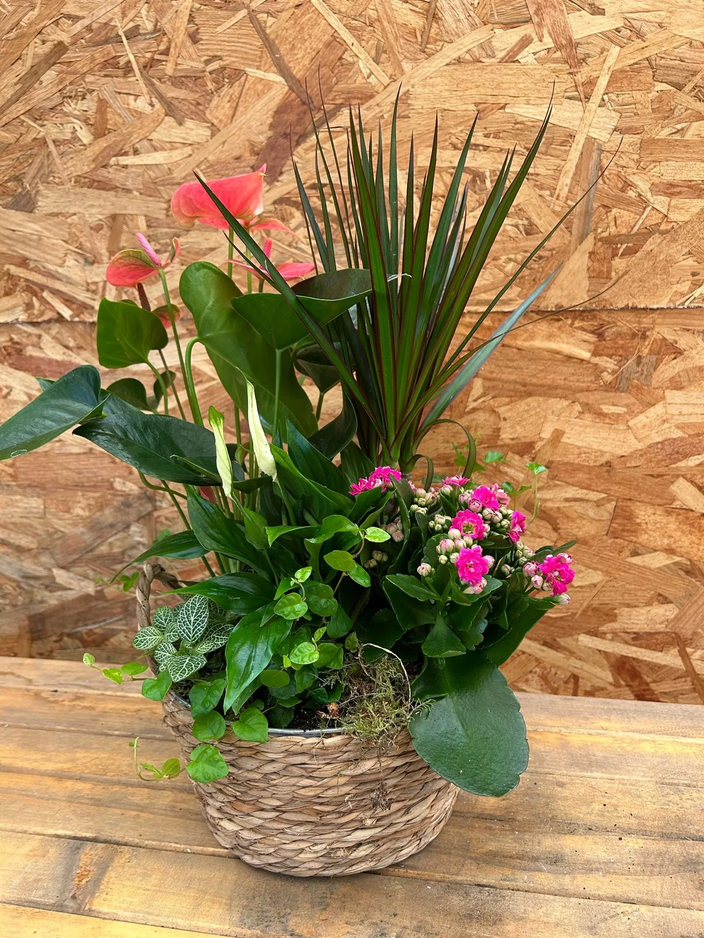 Plantas de Artemisa Floristas en Torrevieja — ejemplo 14